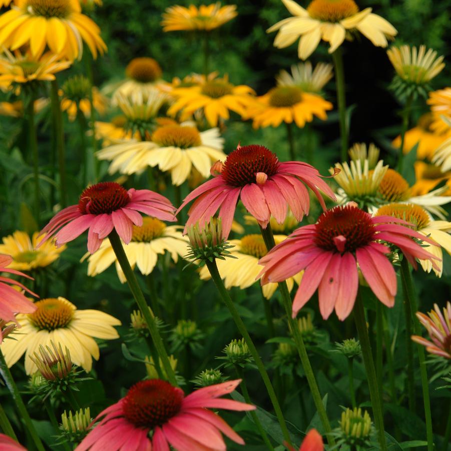 Echinacea 'Cheyenne Spirit' (coneflower)