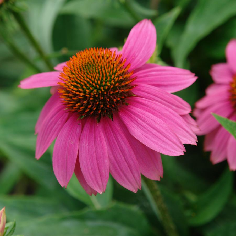 Echinacea purpurea '' coneflower from North Creek Nurseries