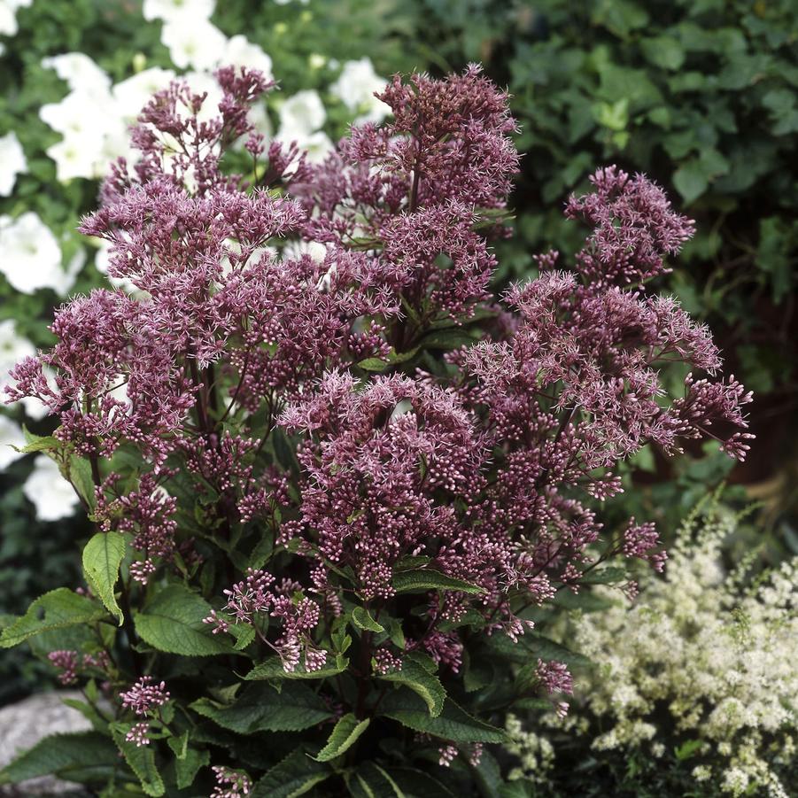 Eupatorium 'Phantom' Joe Pye weed from North Creek Nurseries