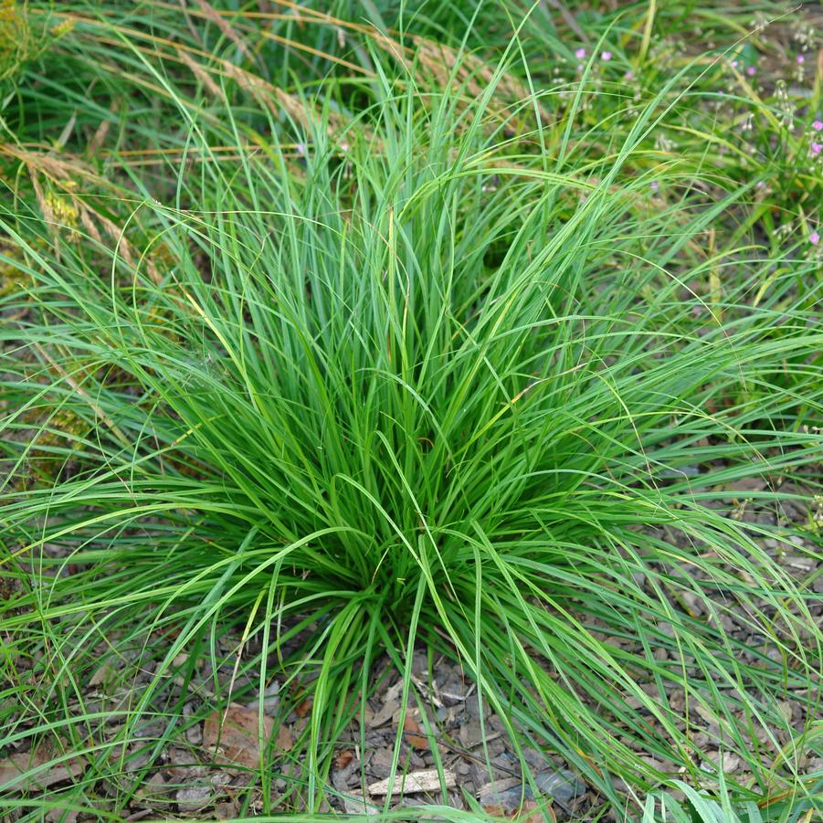 Carex cherokeensis '' Cherokee sedge from North Creek Nurseries