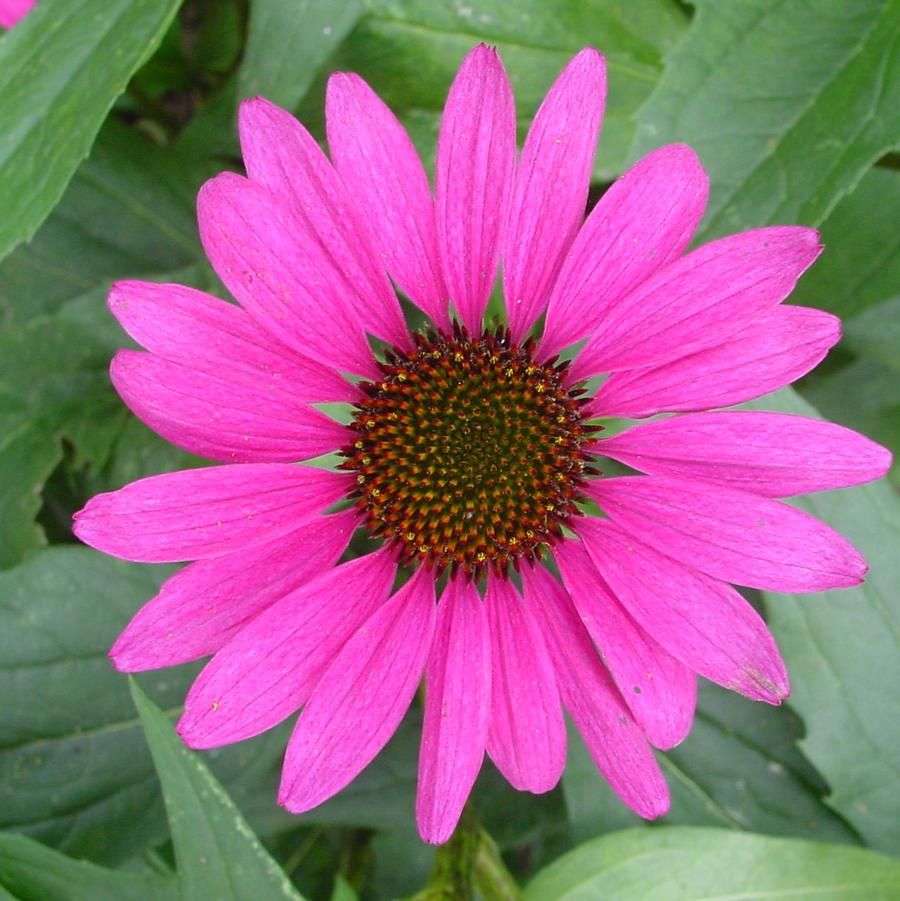 Echinacea purpurea 'Magnus' purple coneflower from North Creek Nurseries