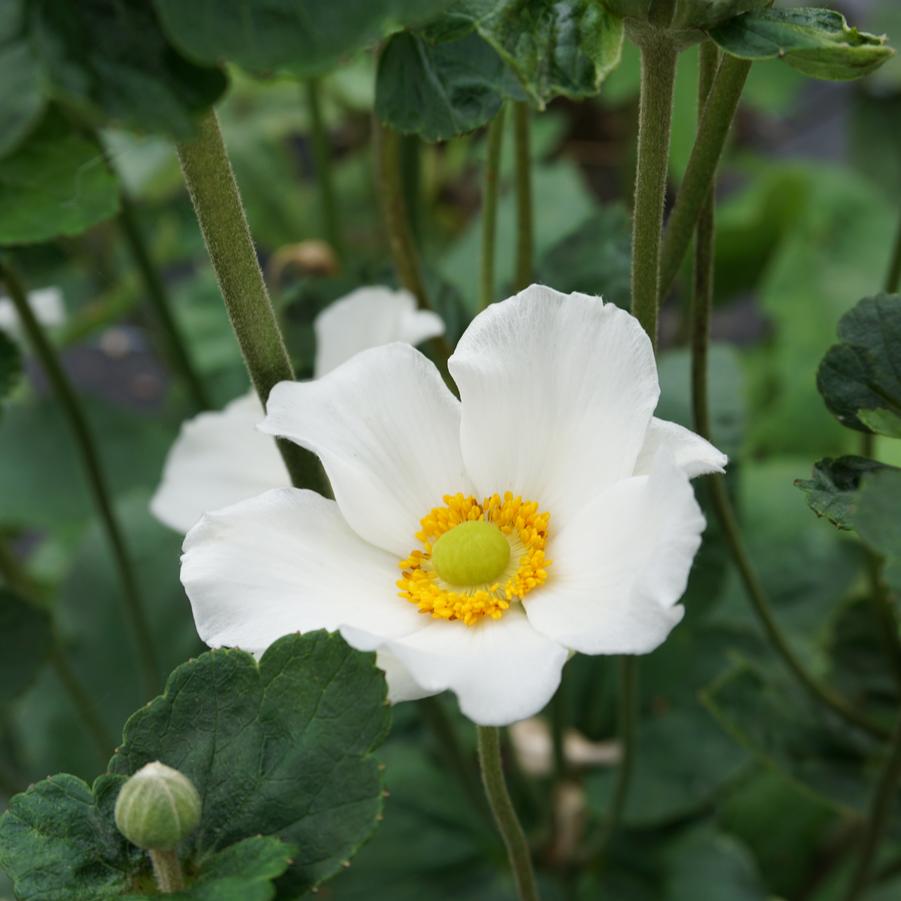 Anemone × hybrida 'Honorine Jobert' Japanese windflower from North Creek Nurseries