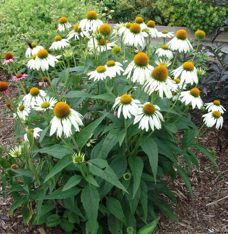 Echinacea purpurea 'White Swan' purple coneflower from North Creek Nurseries