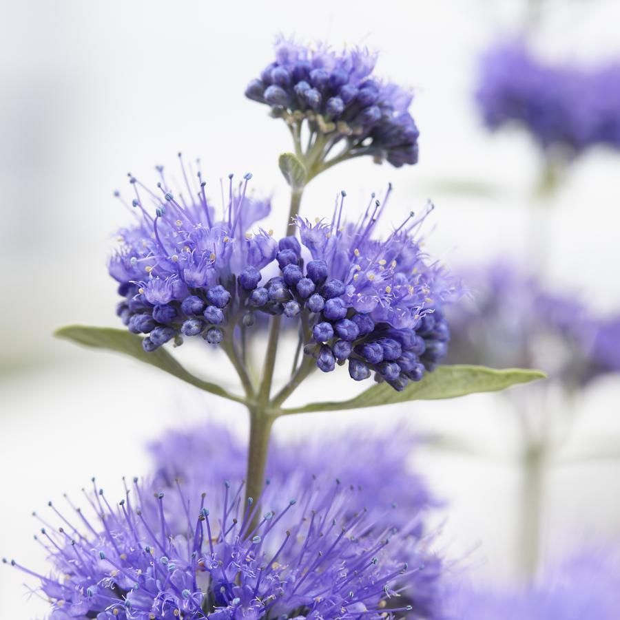 Caryopteris × clandonensis '' blue mist shrub, bluebeard from North Creek Nurseries