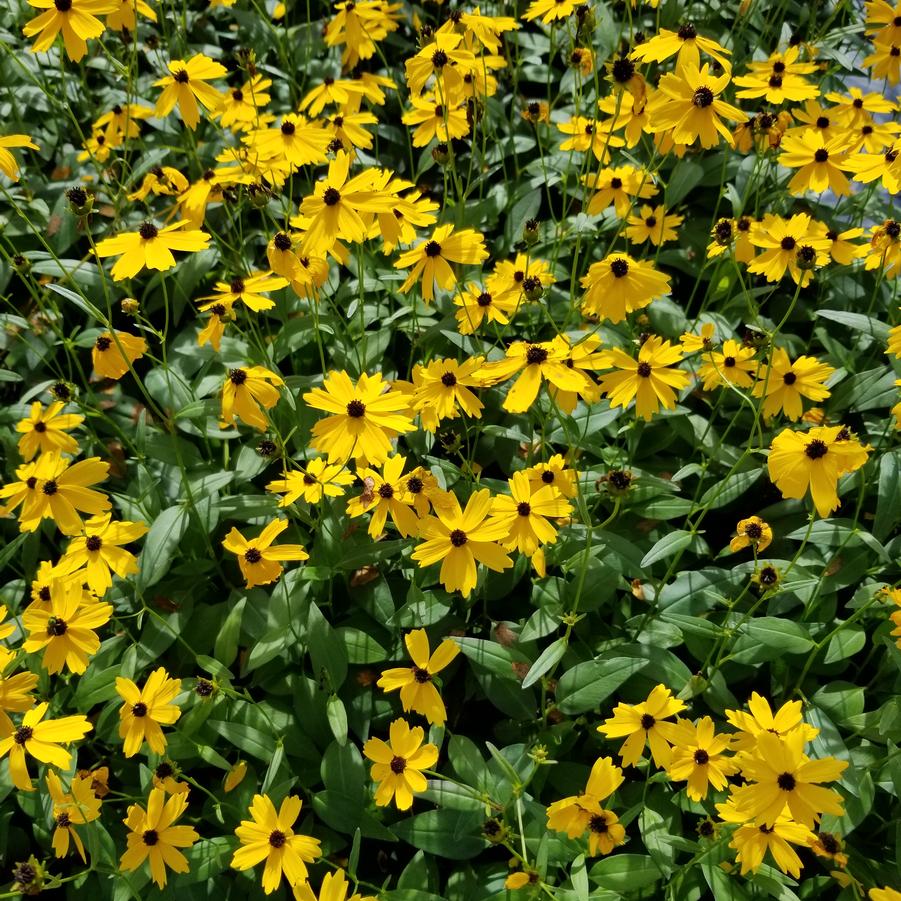 Coreopsis palustris 'Summer Sunshine' (swamp tickseed)