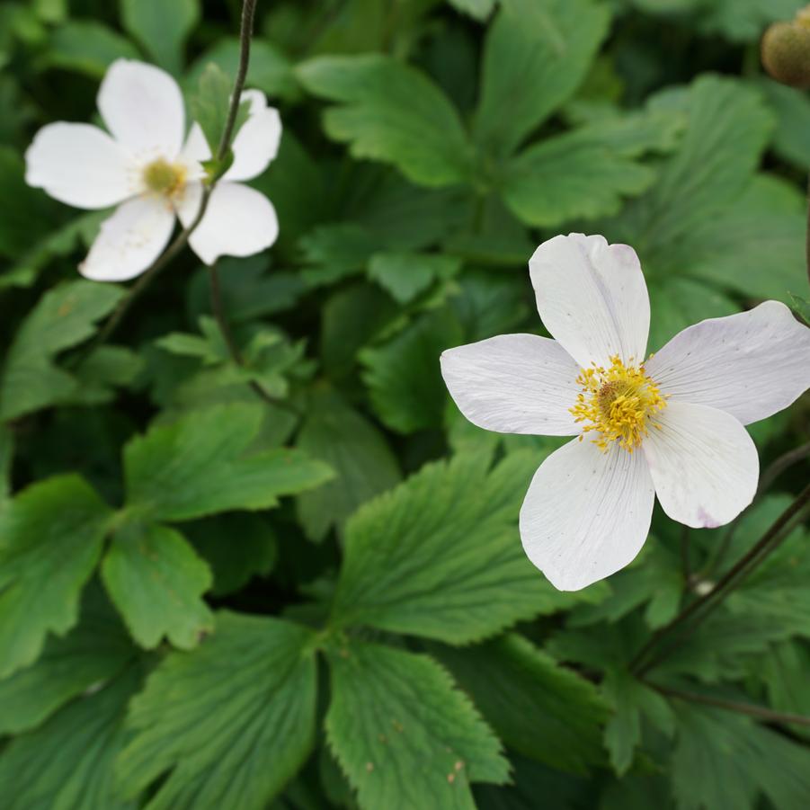 Anemone × hybrida Wild Swan™ 'MACANE001' anemone from North Creek Nurseries