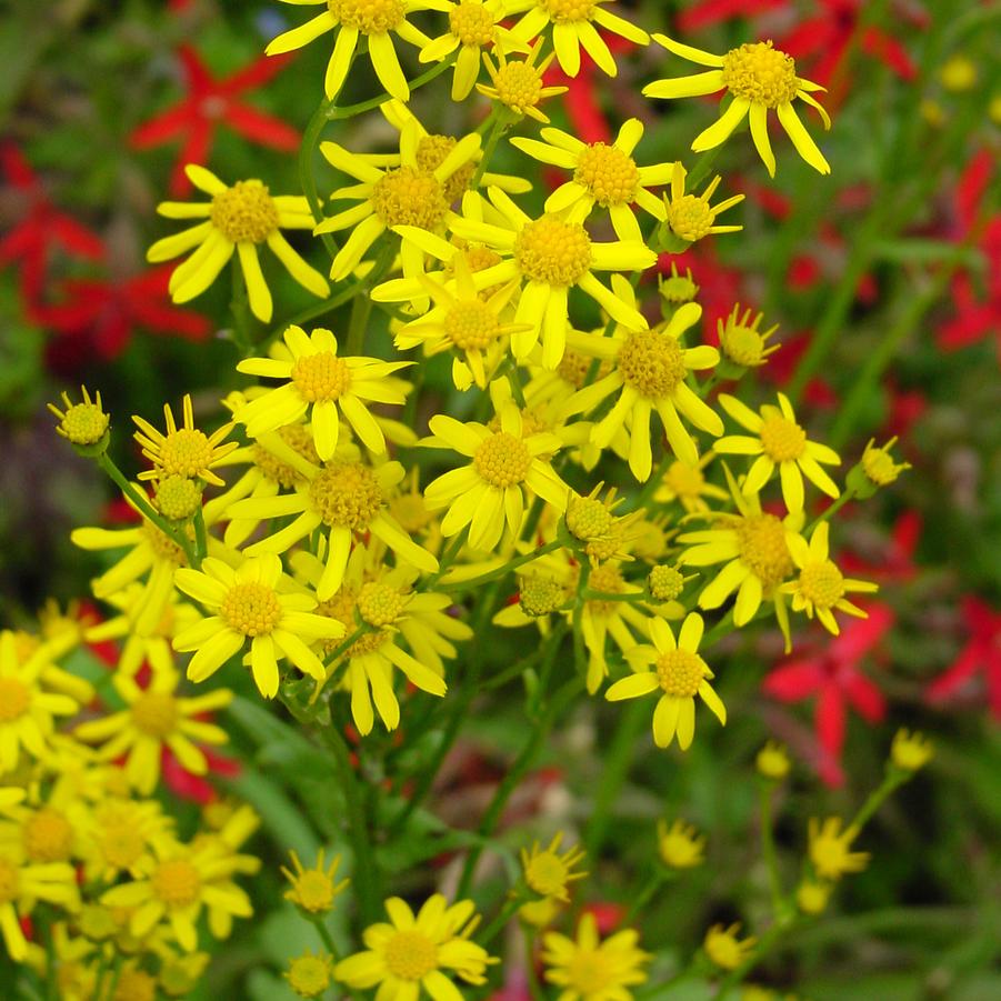 Packera obovata (roundleaf ragwort)