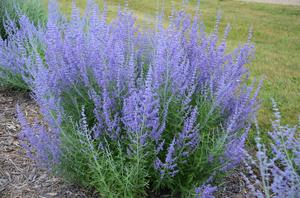 perovskia blue jean atriplicifolia baby sage russian