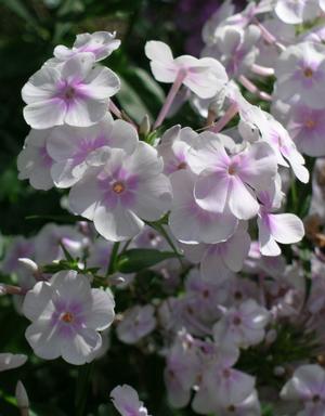Phlox Earlibeauty® 'Solar Flare' (Phlox)