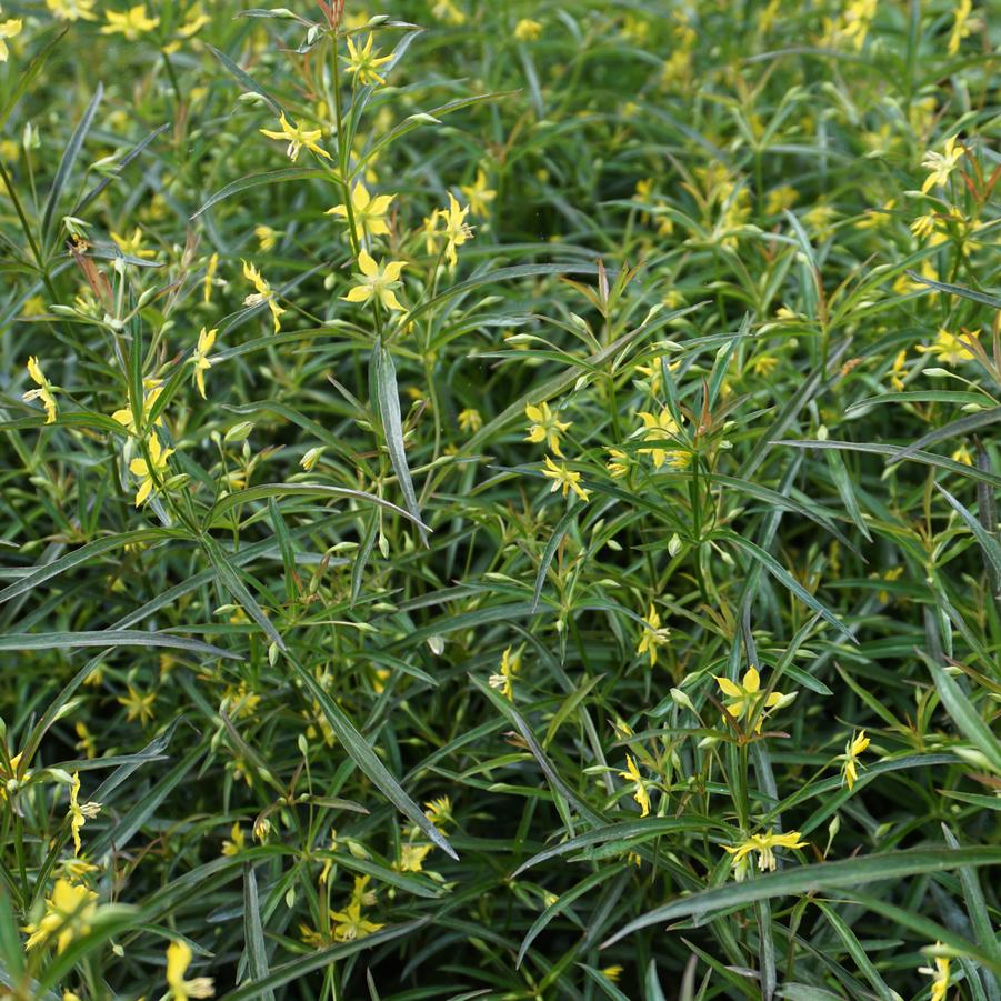 Lysimachia Lanceolata Burgundy Mist Lance leaved Loosestrife From 