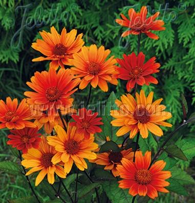 Heliopsis helianthoides var. scabra 'Bleeding Hearts' smooth oxeye from North Creek Nurseries