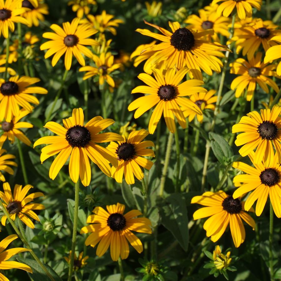 Rudbeckia fulgida var. deamii '' Deam's coneflower from North Creek Nurseries