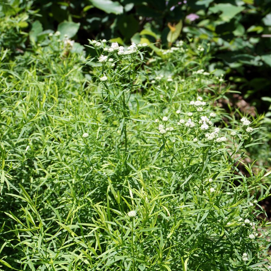 Pycnanthemum tenuifolium '' narrowleaf mountain mint from North Creek Nurseries