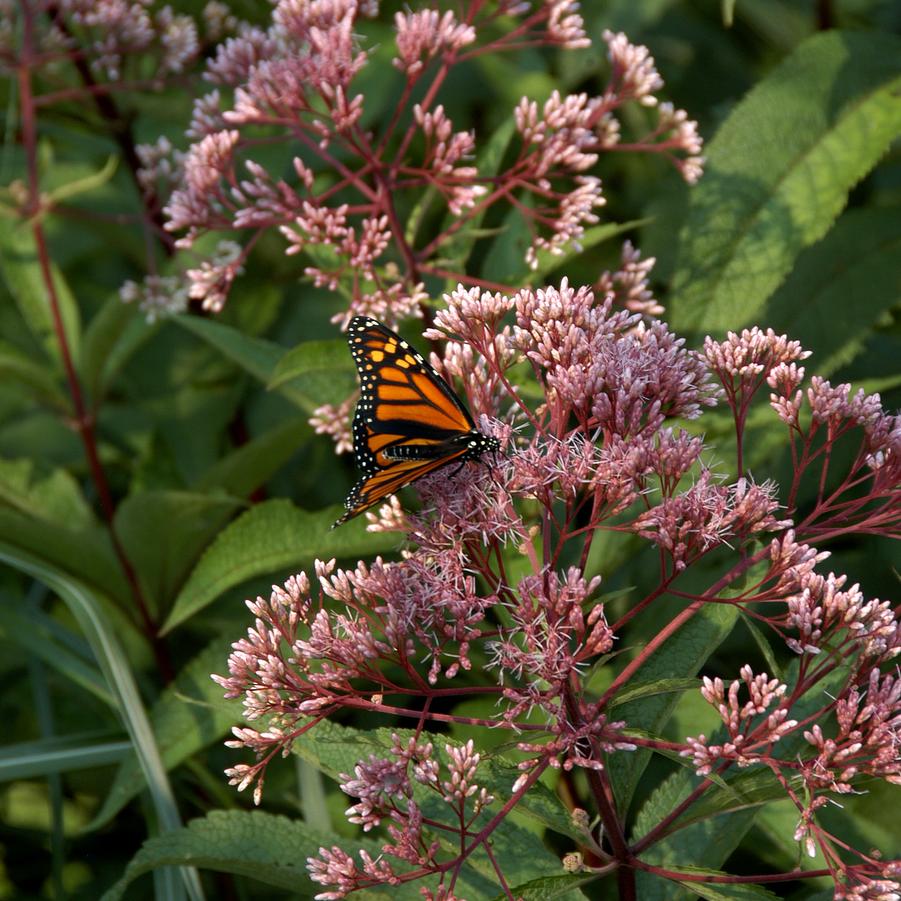 Eupatorium purpureum ssp. maculatum 'Gateway' Joe Pye weed from North Creek Nurseries