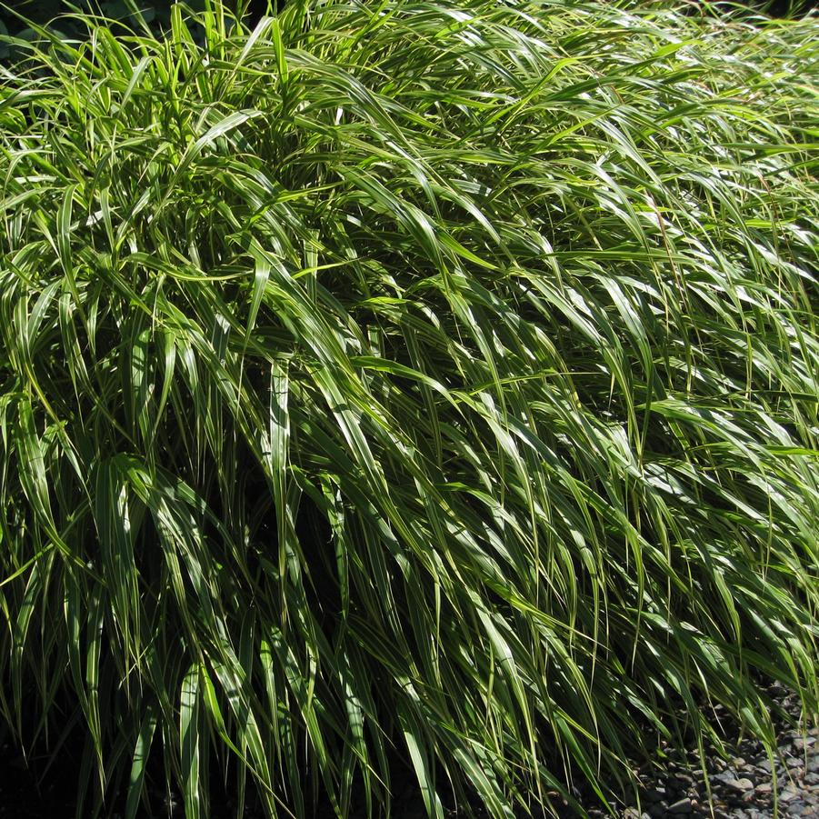 Hakonechloa macra (Hakone grass)