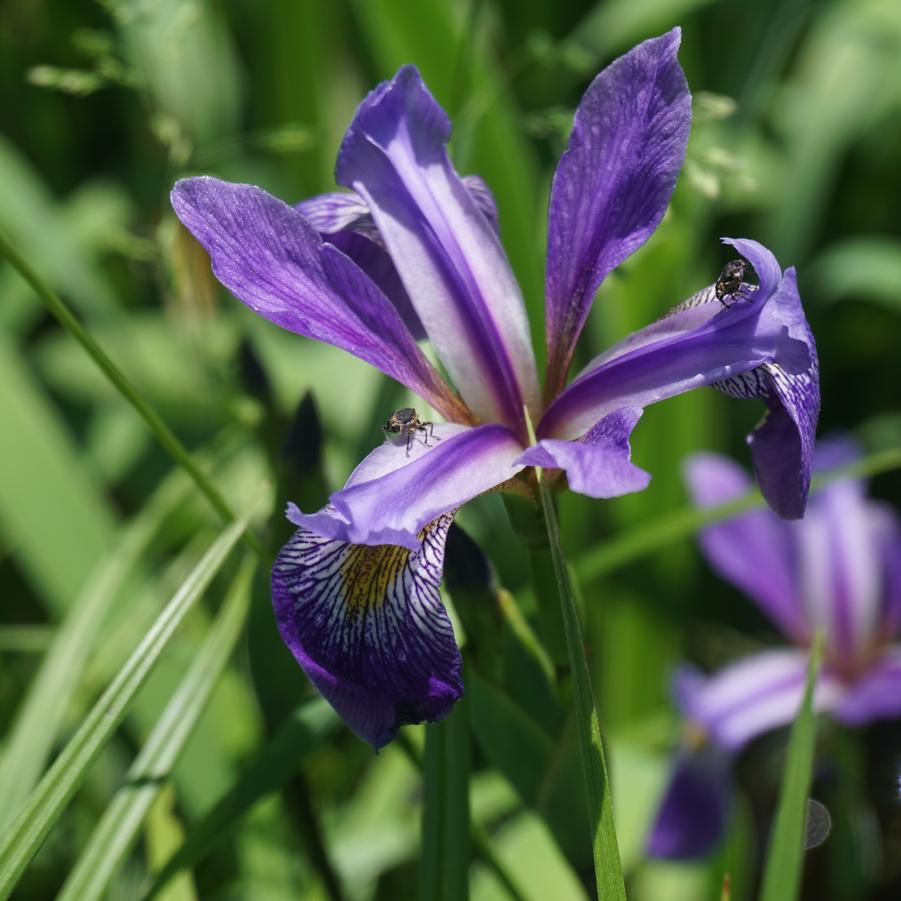 Iris versicolor 'Purple Flame' (blueflag)