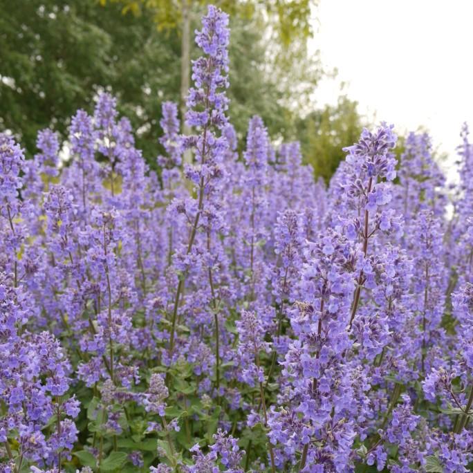 Image courtesy of Â© Plants Nouveau