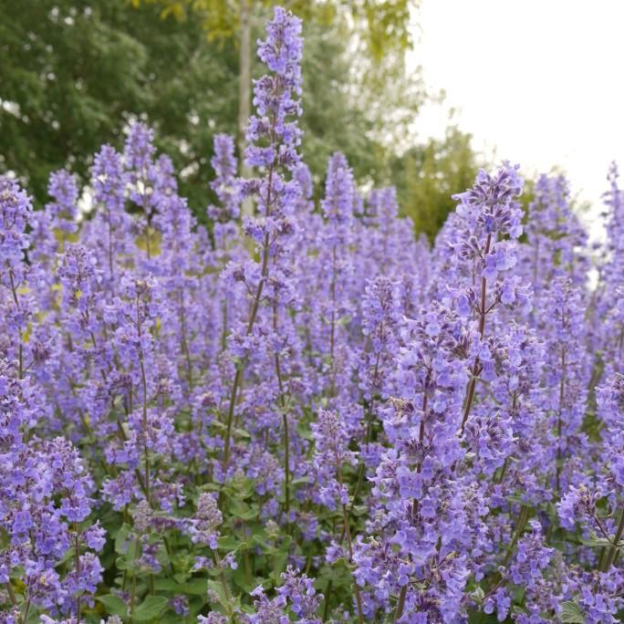 Nepeta grandiflora 'Summer Magic' catmint from North Creek Nurseries