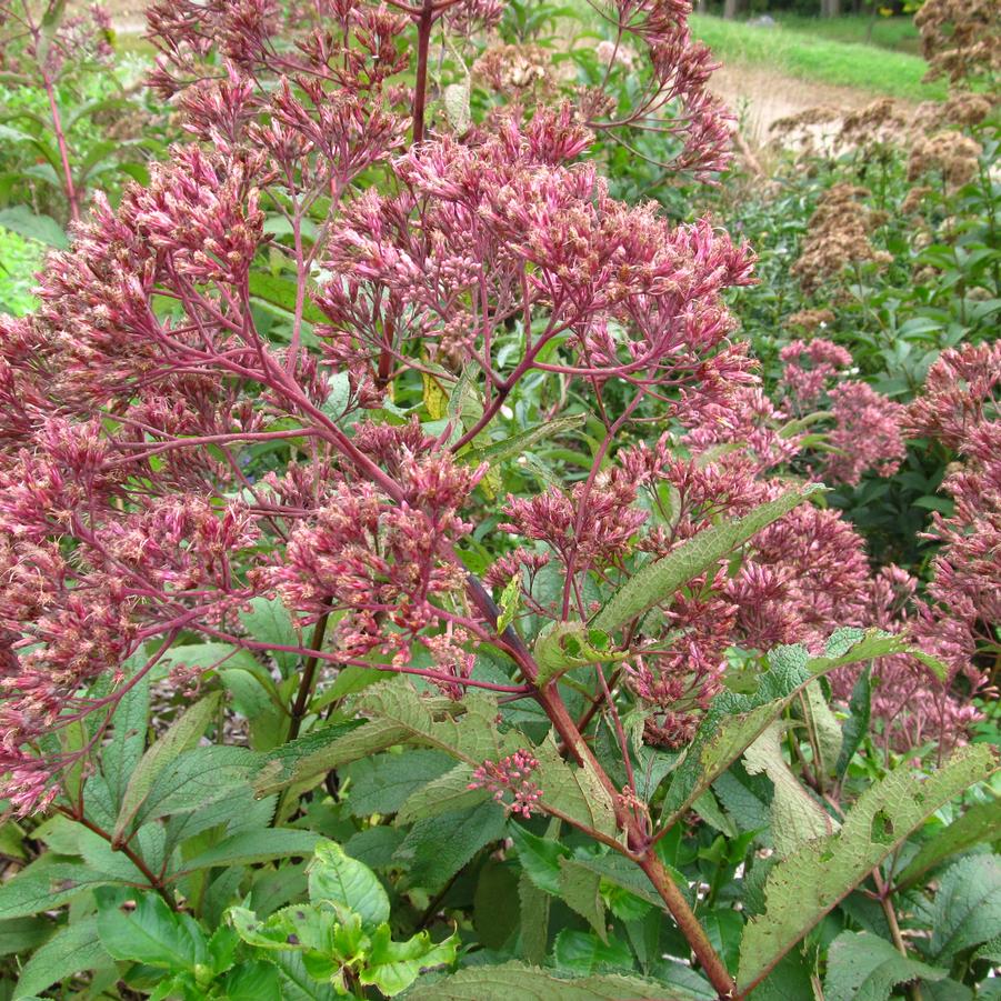 Eupatorium maculatum '' spotted Joe Pye weed from North Creek Nurseries