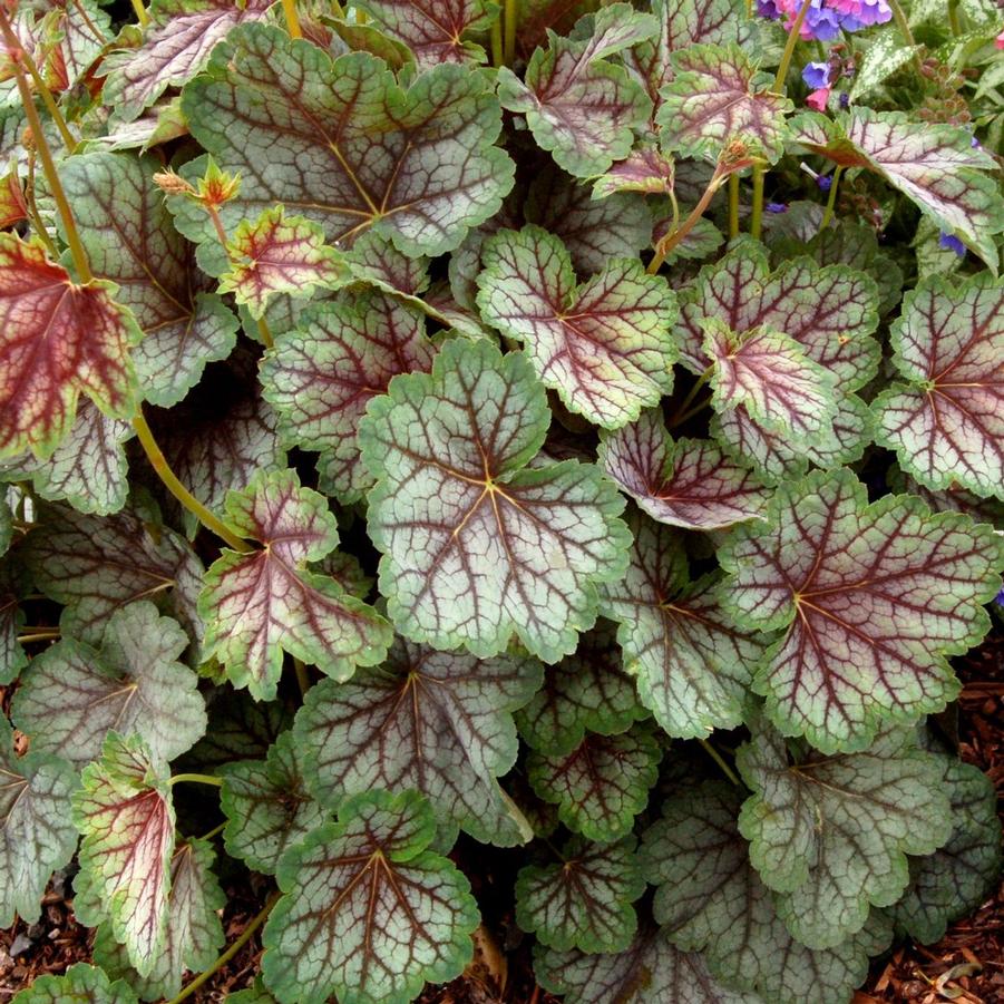 Heuchera 'Green Spice' alumroot, coral bells from North Creek Nurseries