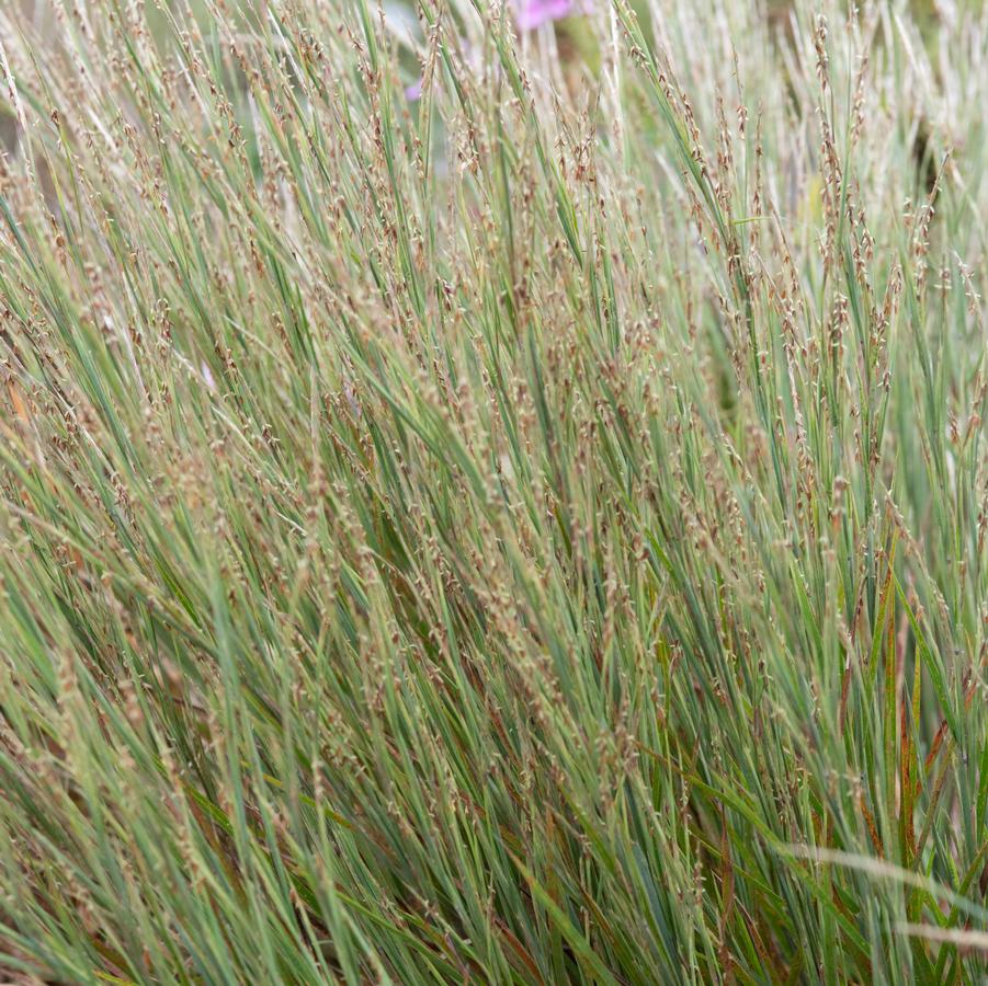 Schizachyrium littorale '' coastal little bluestem from North Creek Nurseries