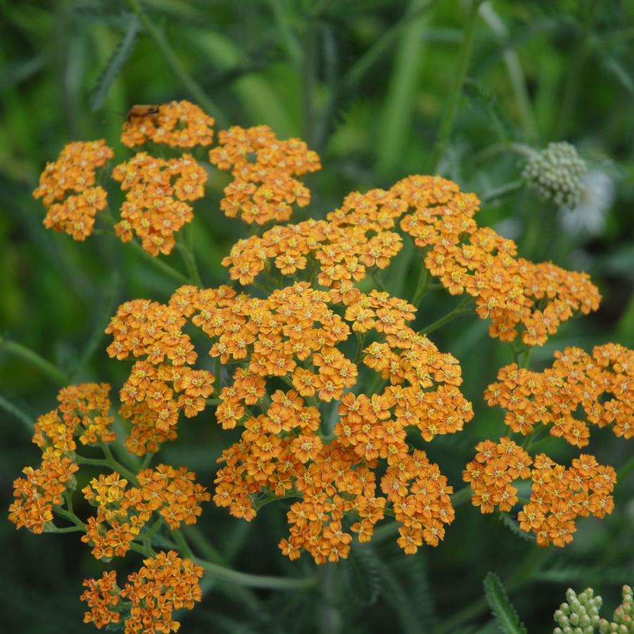 Achillea 'Terracotta' yarrow from North Creek Nurseries