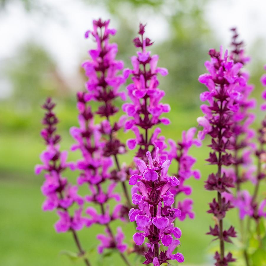 Salvia nemorosa 'Rose Marvel' garden sage from North Creek Nurseries