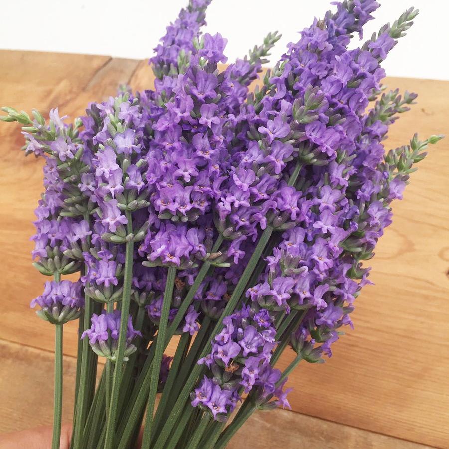 Lavandula × intermedia Sensational!® 'Tesseract' lavender from North Creek Nurseries