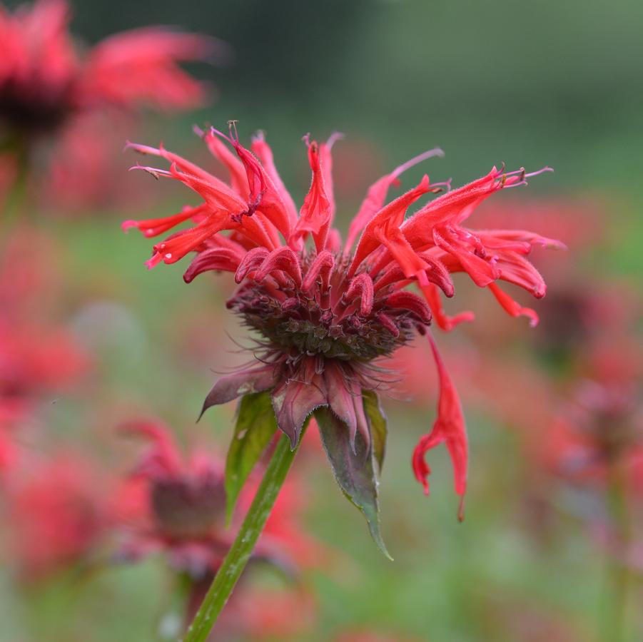 Monarda 'Gardenview Scarlet' beebalm from North Creek Nurseries