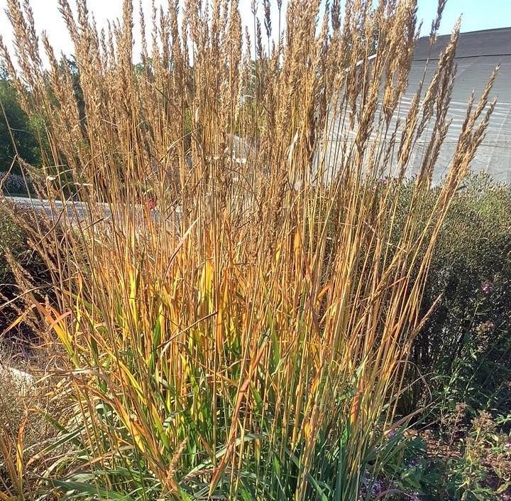 Sorghastrum nutans Golden Sunset® 'MNYG318153' yellow prairie grass from North Creek Nurseries