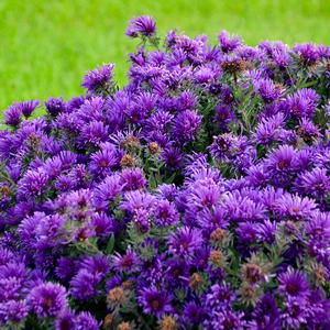 Aster novae-angliae 'Grape Crush' (New England Aster)