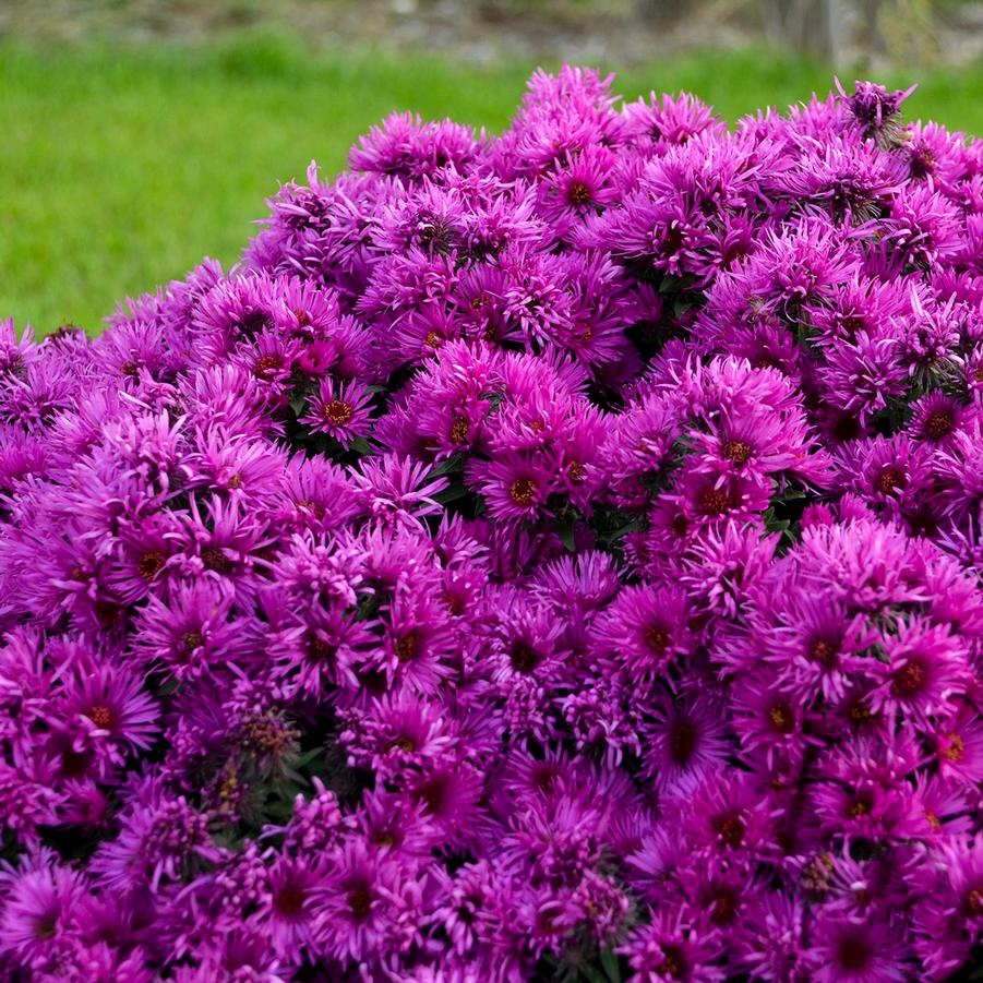 Aster novae-angliae 'Pink Crush' (New England Aster)