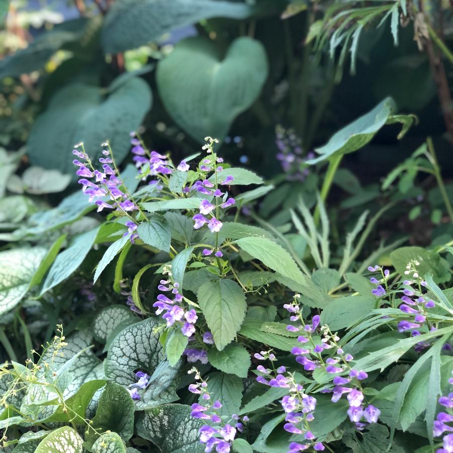 Scutellaria 'Appalachian Blues' skullcap from North Creek Nurseries