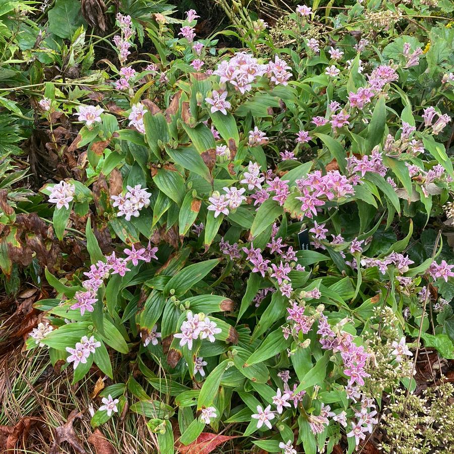 Tricyrtis hirta Miyazaki Hybrids (toadlily)