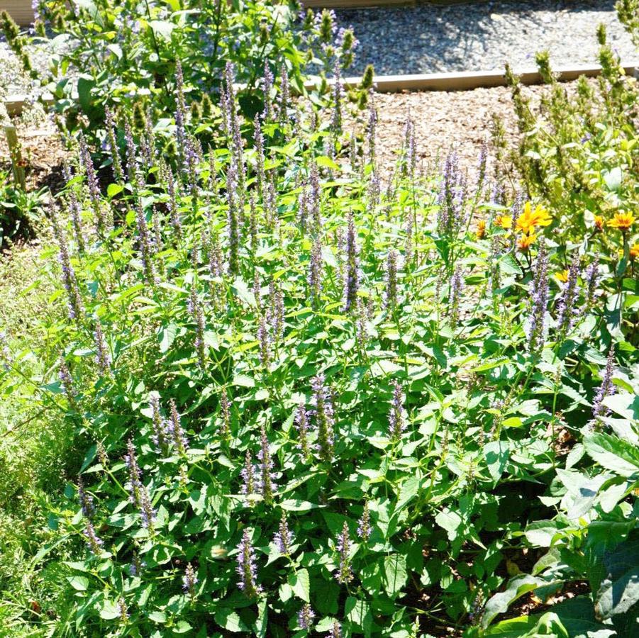 Agastache rugosa 'Little Adder' anise hyssop from North Creek Nurseries