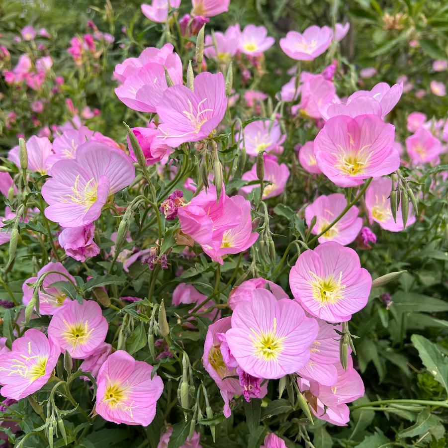 Oenothera speciosa '' pink evening primrose from North Creek Nurseries