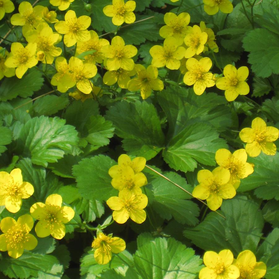 Waldsteinia ternata (barren strawberry)