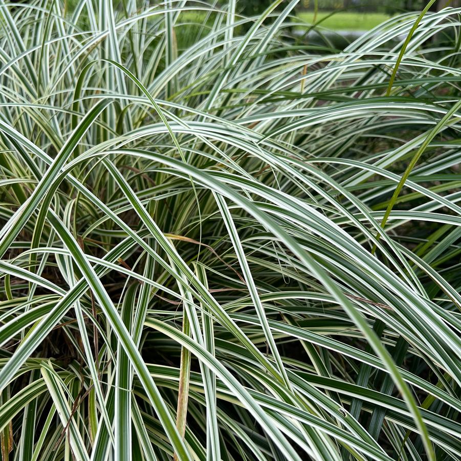 Carex Feather Falls ™ '' sedge from North Creek Nurseries