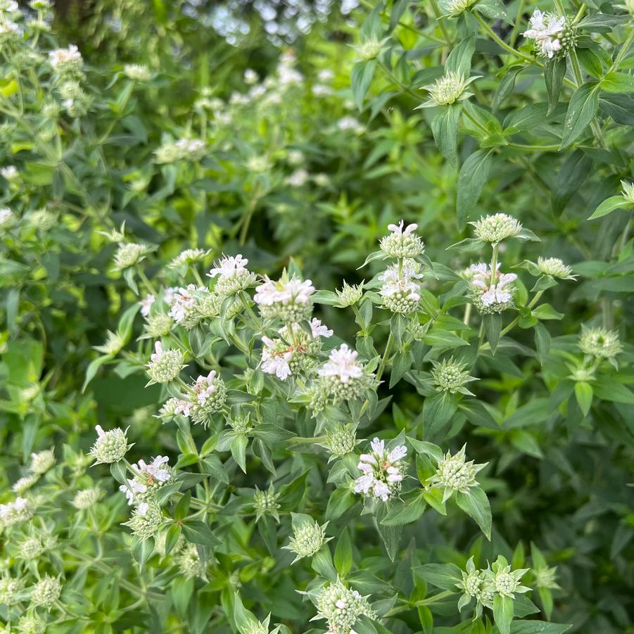 Pycnanthemum verticillatum var. pilosum '' hairy mountain mint from North Creek Nurseries