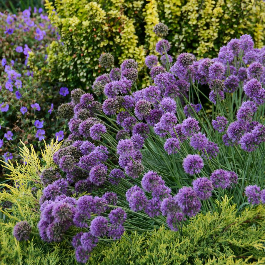 Image courtesy of ©2025 Walters Gardens