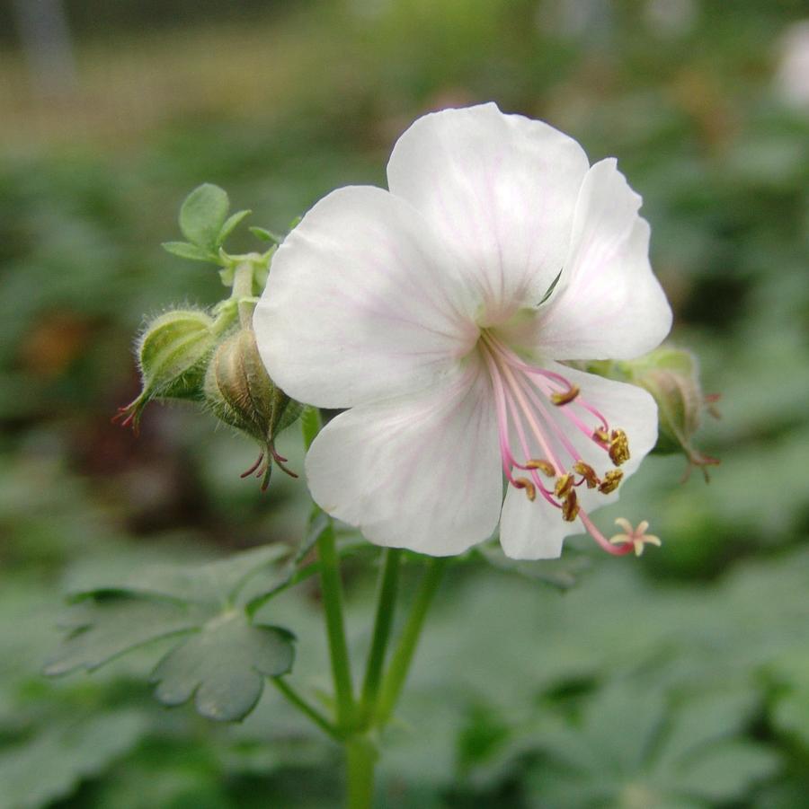 Geranium × cantabrigiense 'Biokovo' Cambridge geranium from North Creek Nurseries