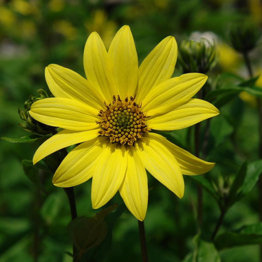 Helianthus 'Lemon Queen' (sunflower)