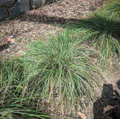 Photo courtesy of ©2026 Izel Native Plants