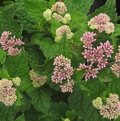 Photo courtesy of ©2026 Pleasant Run Nursery