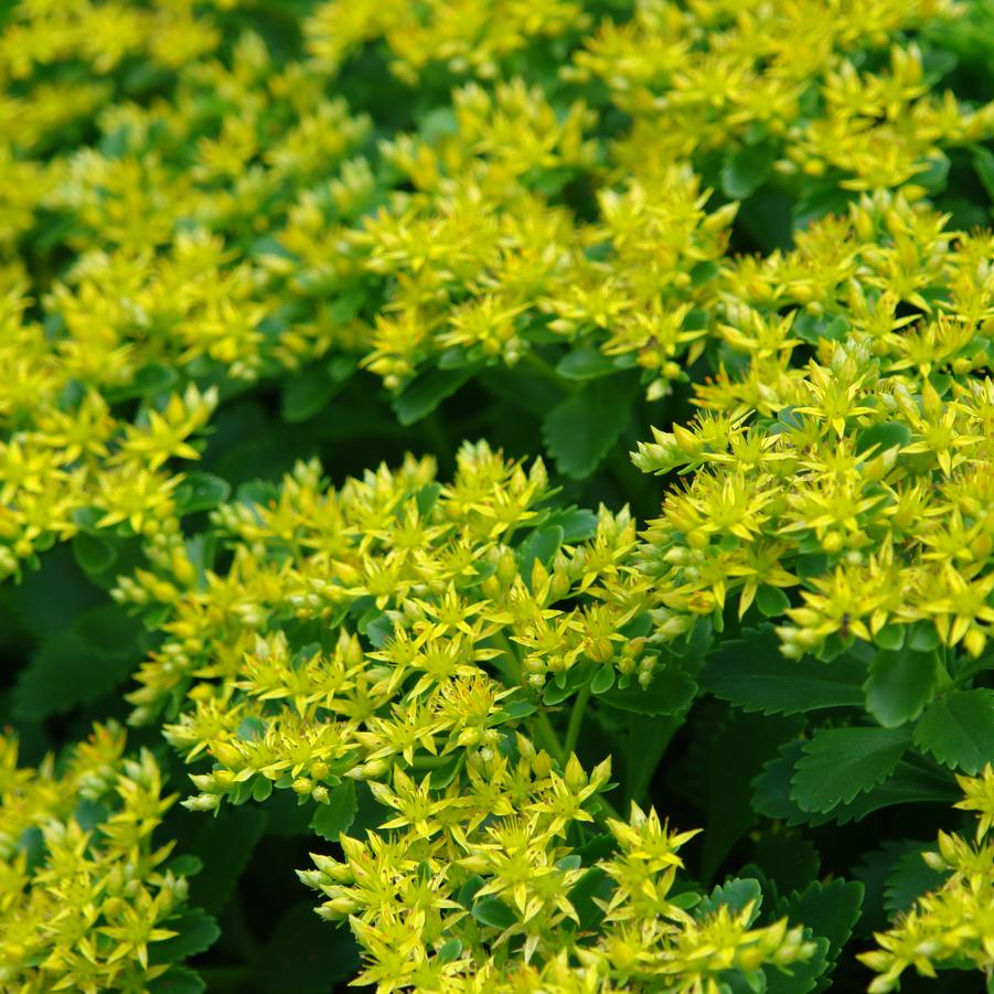 Sedum kamtschaticum var. floriferum 'Weihenstephaner Gold' stonecrop ...