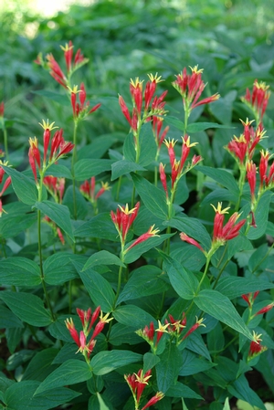 Spigelia Marilandica Indian Pink From North Creek Nurseries