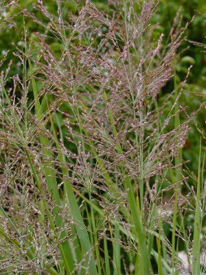 Panicum virgatum switchgrass from North Creek Nurseries