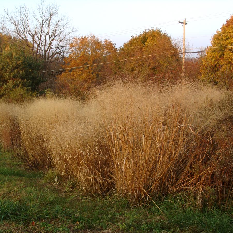 Panicum virgatum switchgrass from North Creek Nurseries