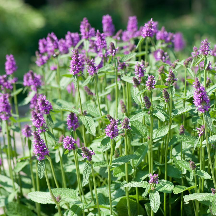 Stachys monieri 'Hummelo' betony from North Creek Nurseries