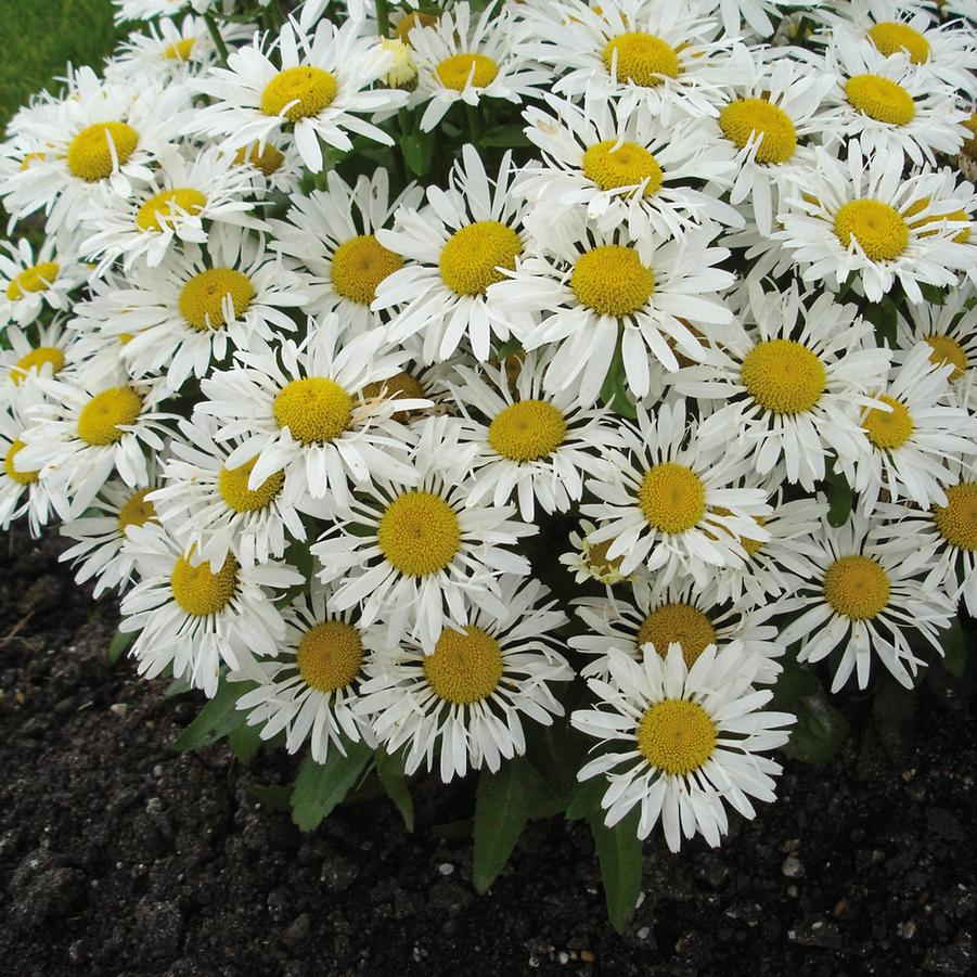 Image courtesy of Â© Ball Seed